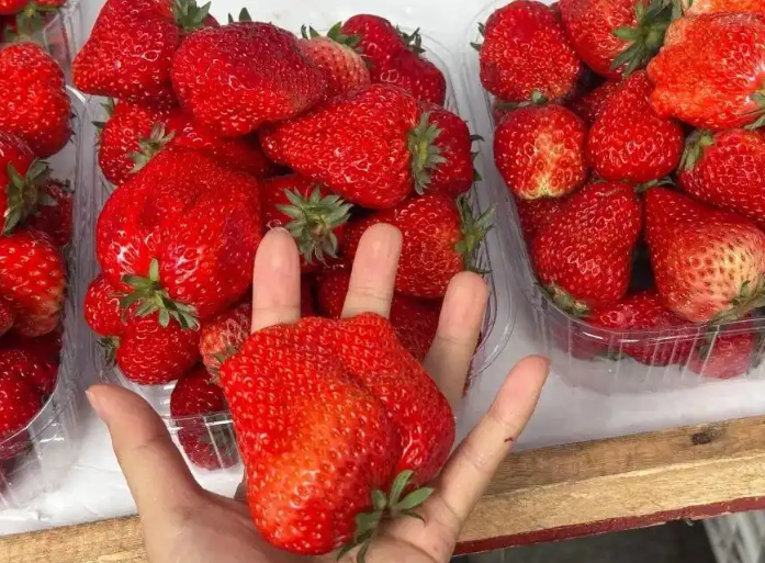 武汉草莓价格暴跌至1元一斤！“草莓自由”实现，红颜草莓抢购正当时